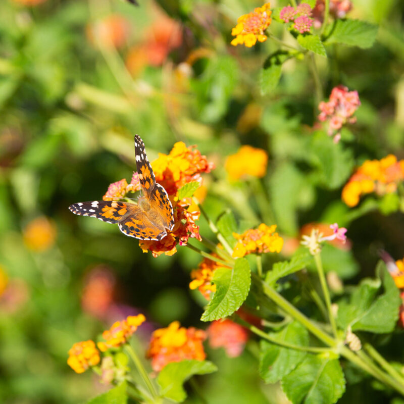 monarch butterflies on the SoPac Trail